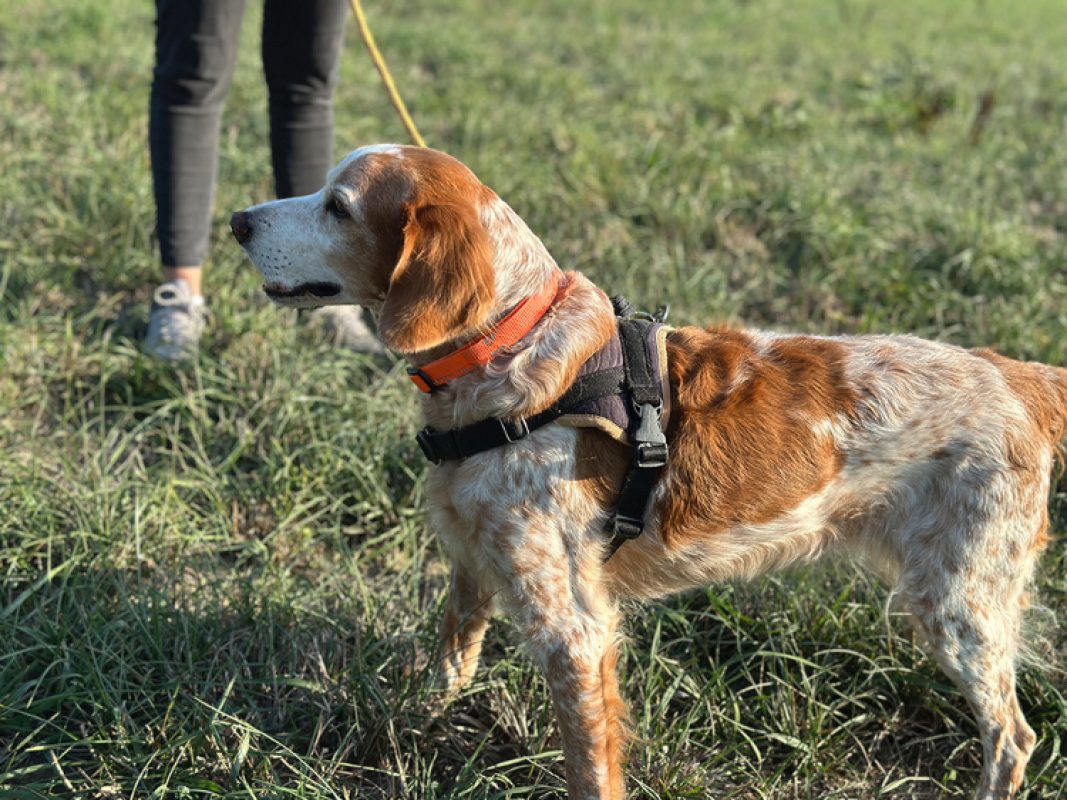 Holly - Chien Epagneul Breton à adopter - photo 5