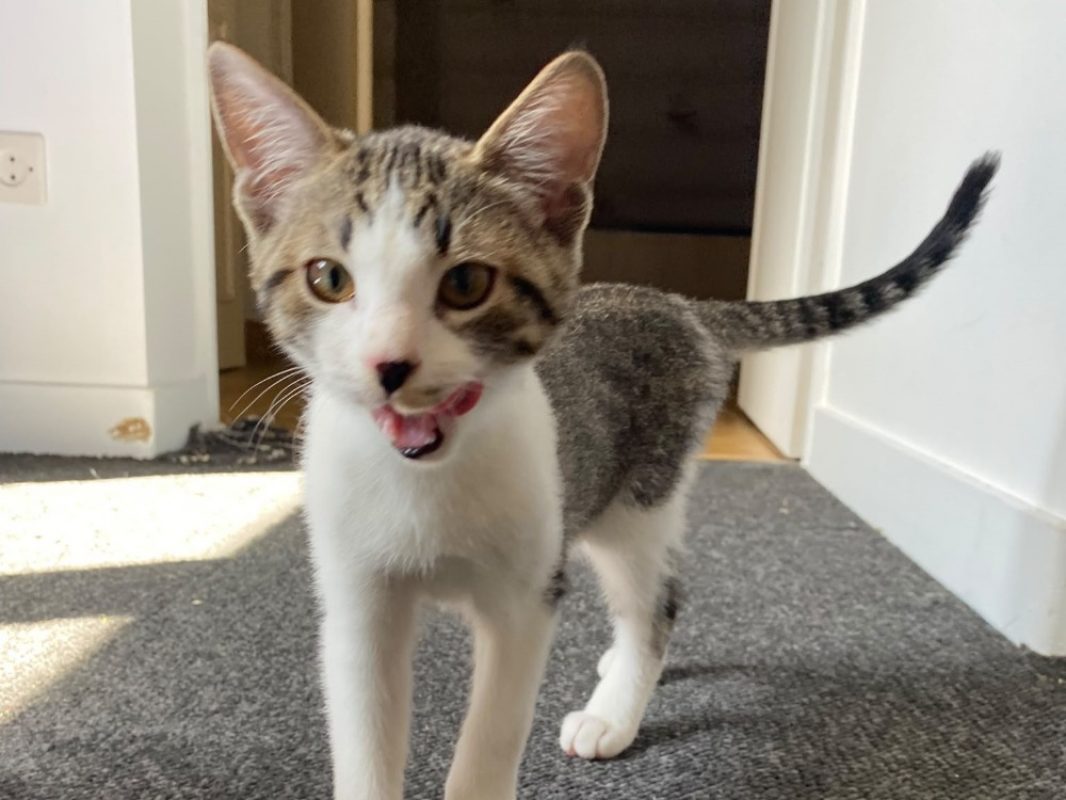 Cobalt - Chat à adopter