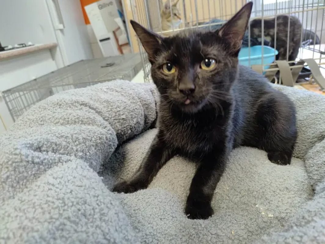 Winter - Chat Européen à adopter