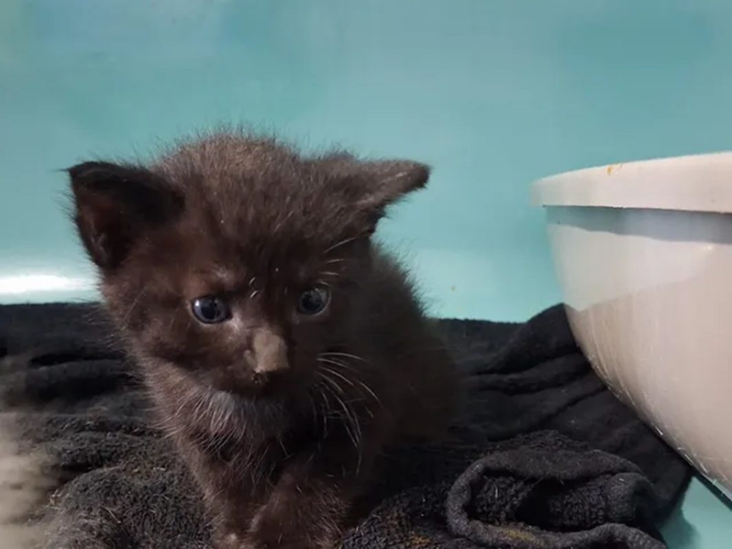 Nero - Chat Européen à adopter