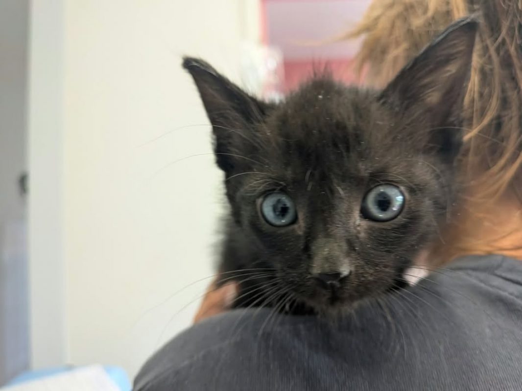 Nero - Chat Européen à adopter - photo 2