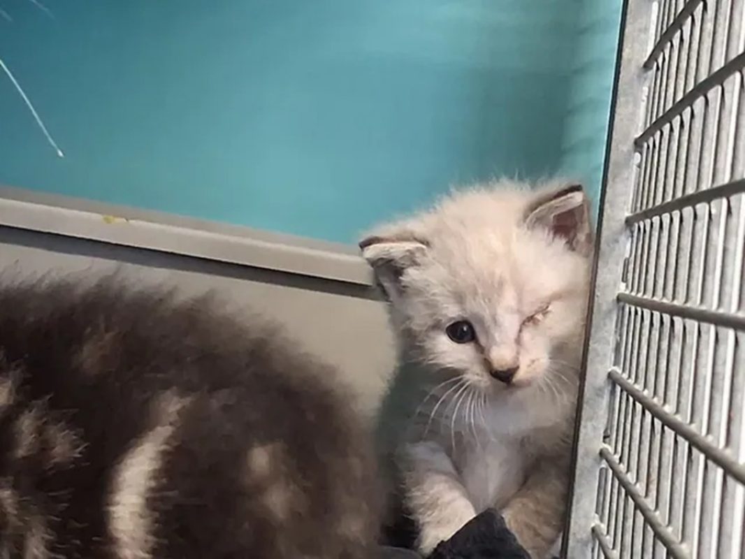 Natsou - Chat Siamois à adopter