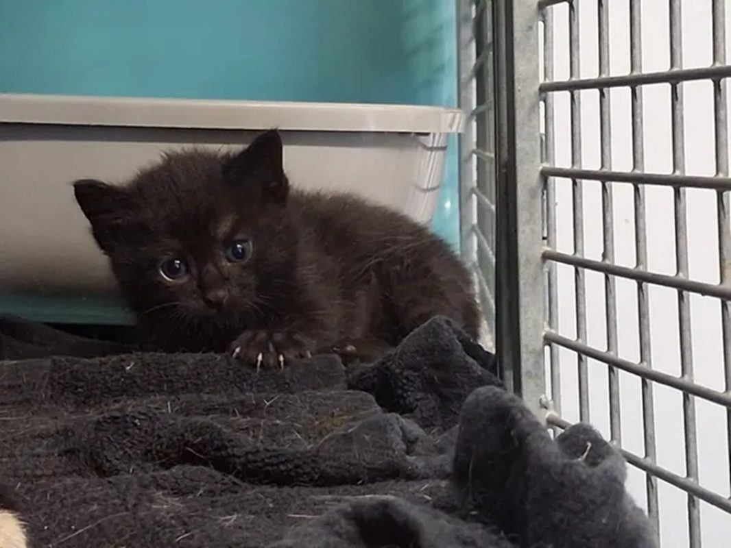Nessy - Chat Européen à adopter