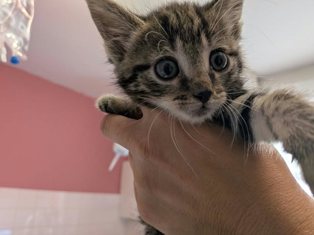 Naboo - Chat Européen à adopter