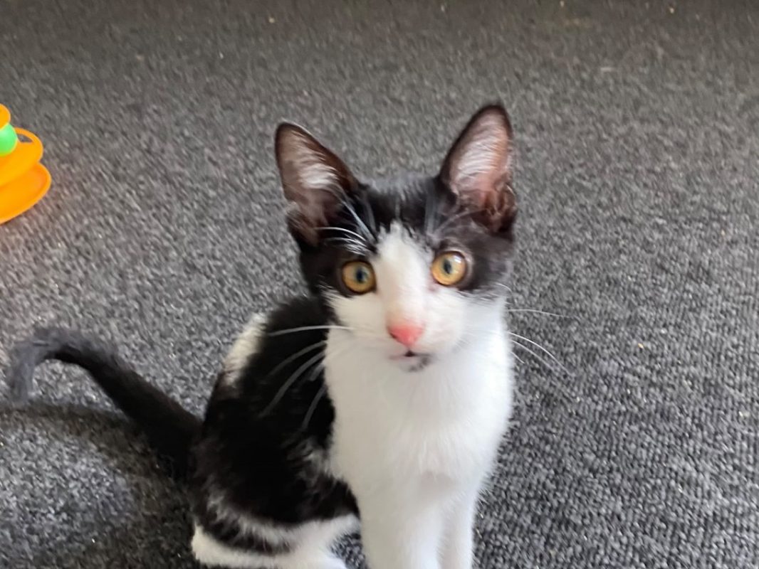 Comete - Chat à adopter