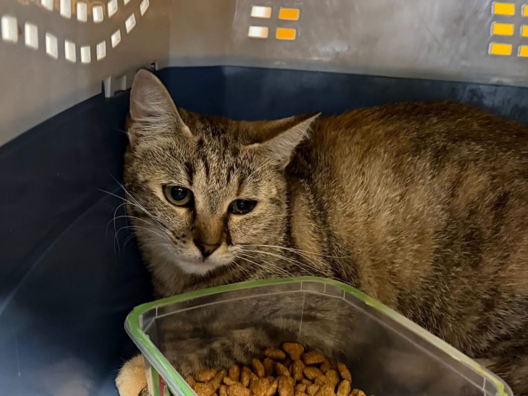 Mikette - Chat Européen à adopter