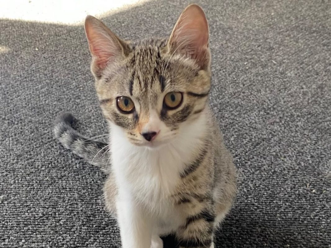Dax - Chat à adopter