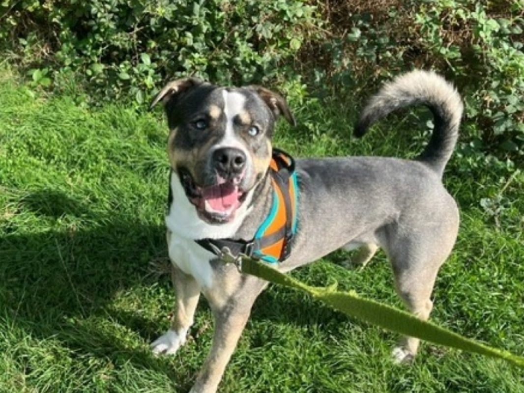 Sirius oaa - Chien Bouledogue Américain à adopter