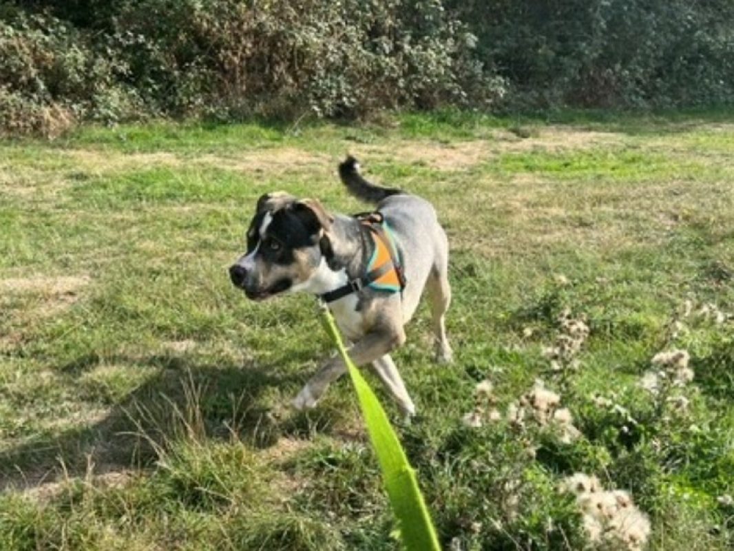 Sirius oaa - Chien Bouledogue Américain à adopter - photo 2
