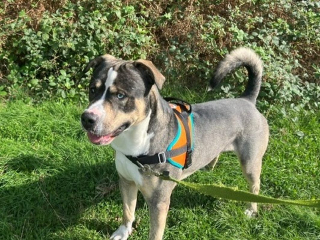 Sirius oaa - Chien Bouledogue Américain à adopter - photo 3