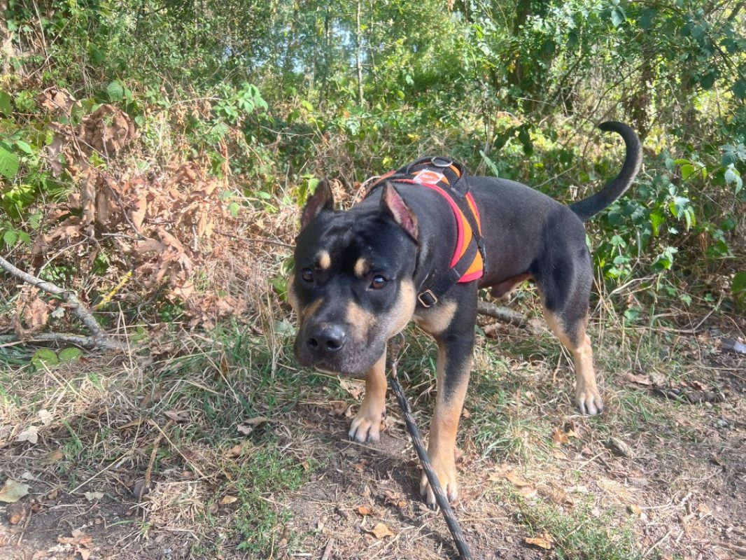 Ghost - Chien à adopter - photo 2