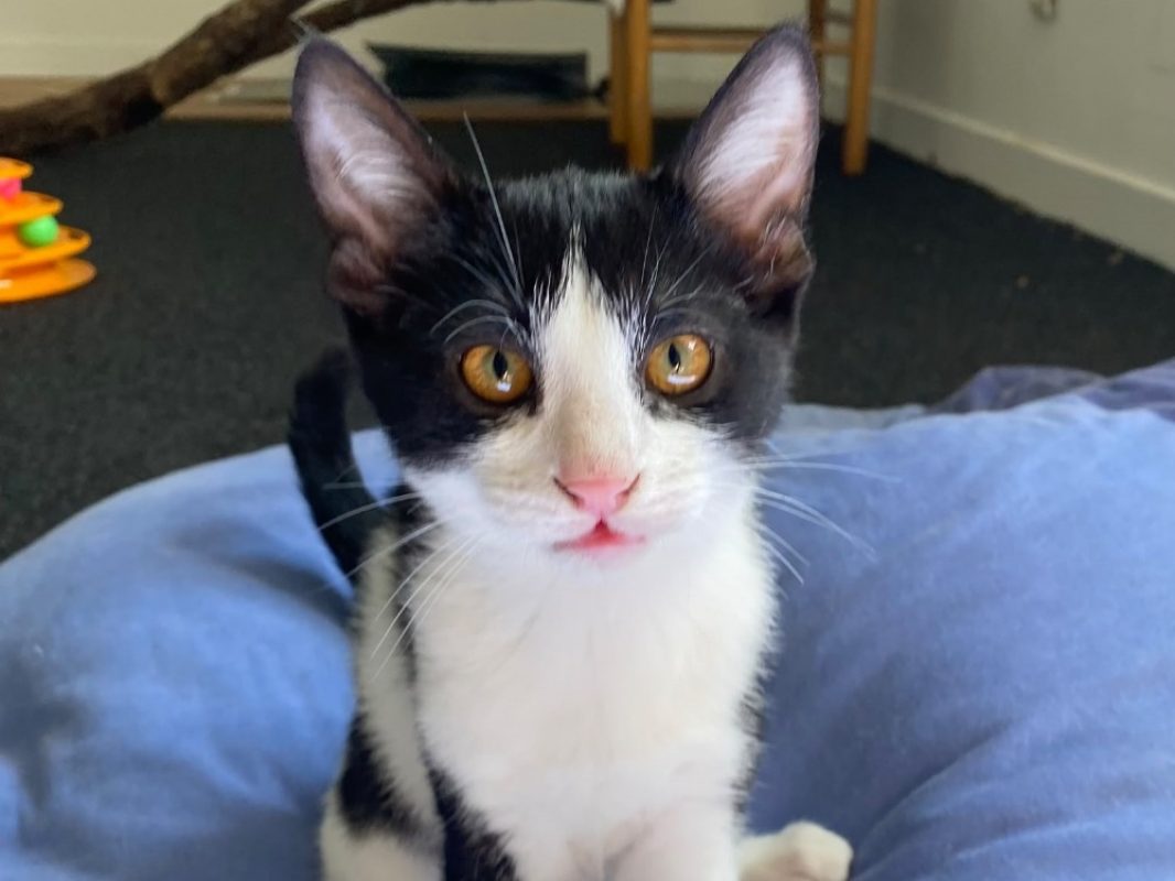 Ï - Chat à adopter