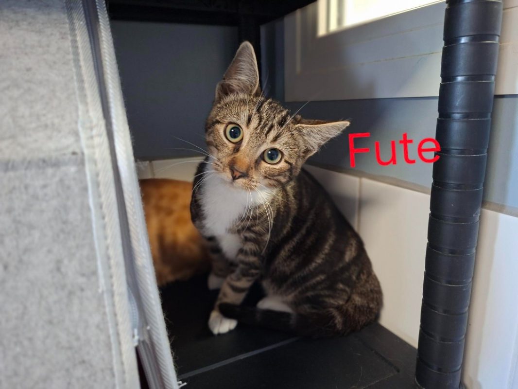 Fute - Chat Européen à adopter