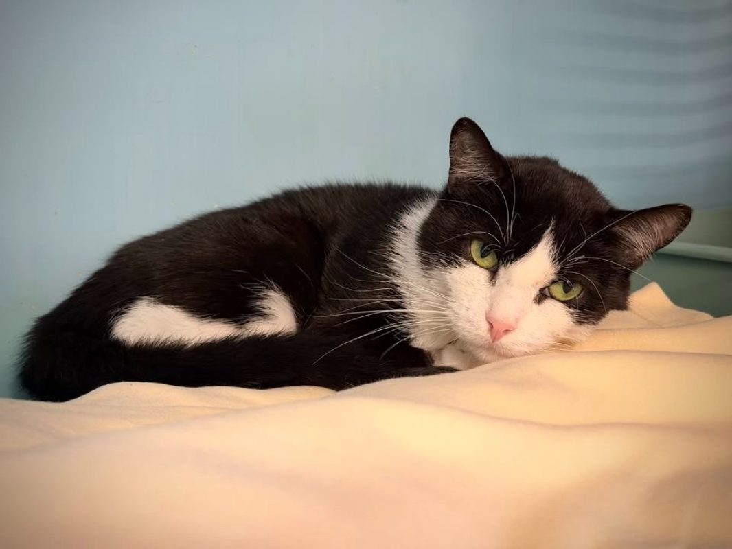 Ruse - Chat Européen à adopter