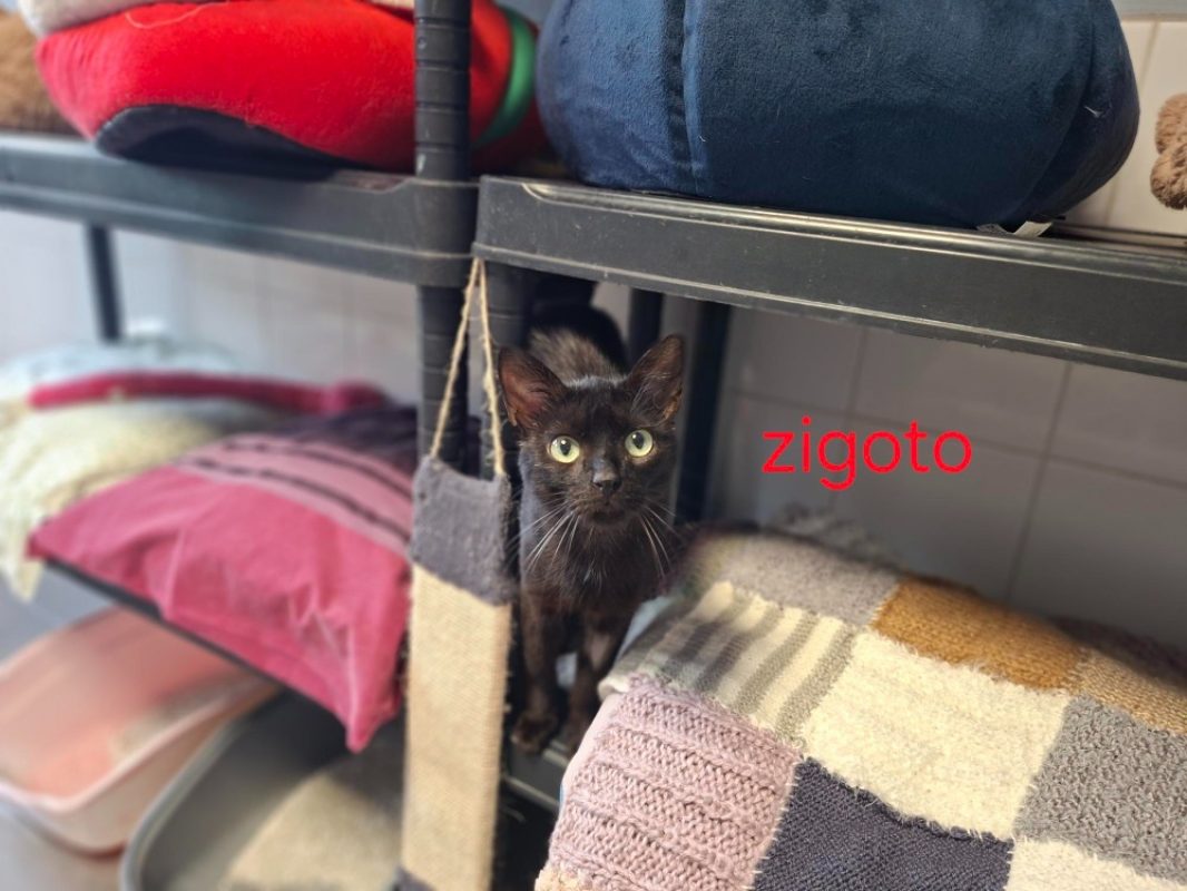 Zigoto - Chat Européen à adopter