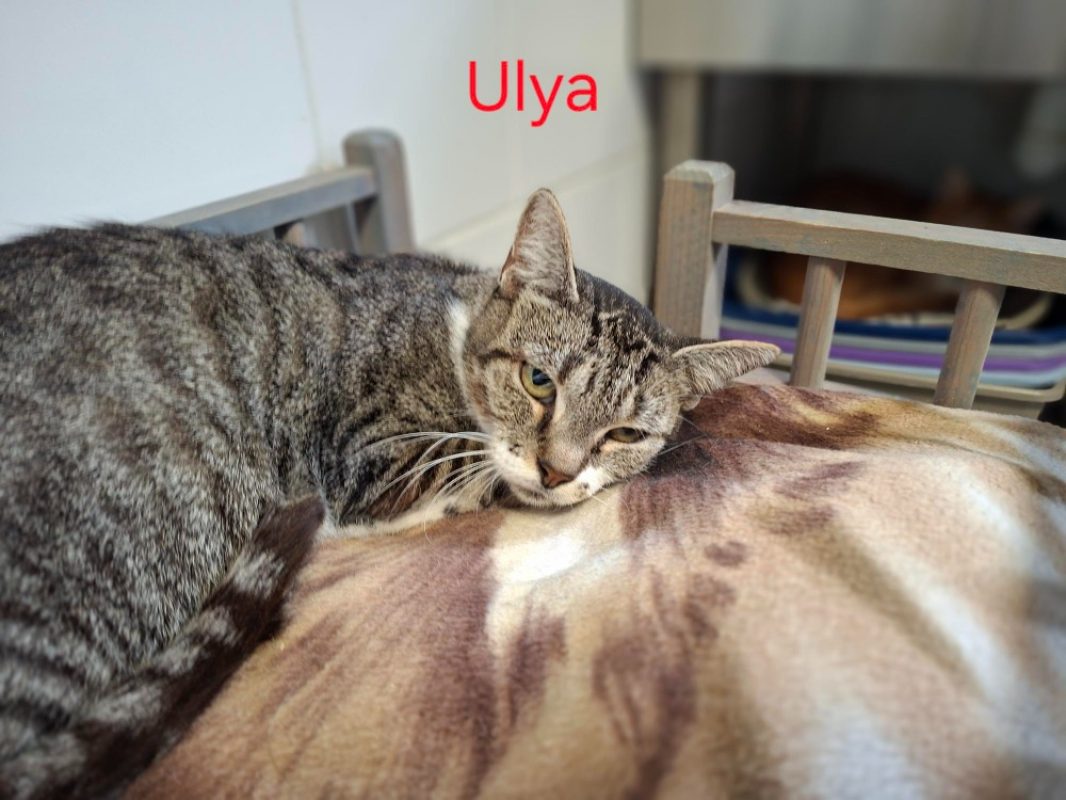 Ulya - Chat Européen à adopter