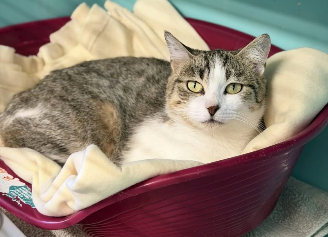Tchoukravette - Chat Européen à adopter