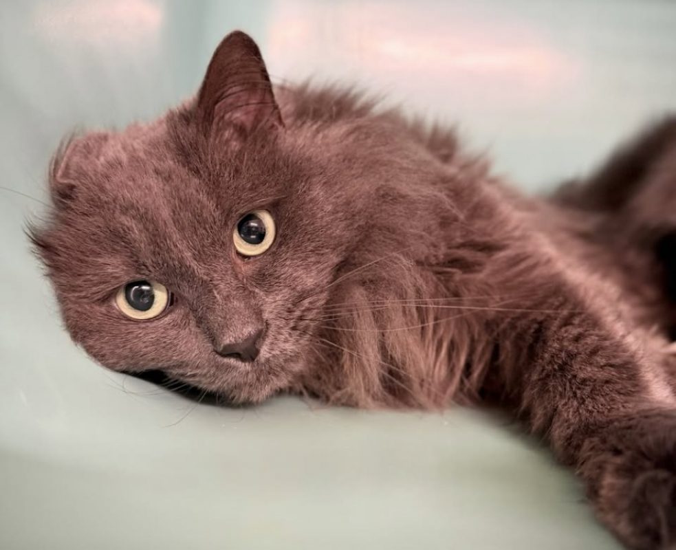 Iron/ titou - Chat Européen à adopter