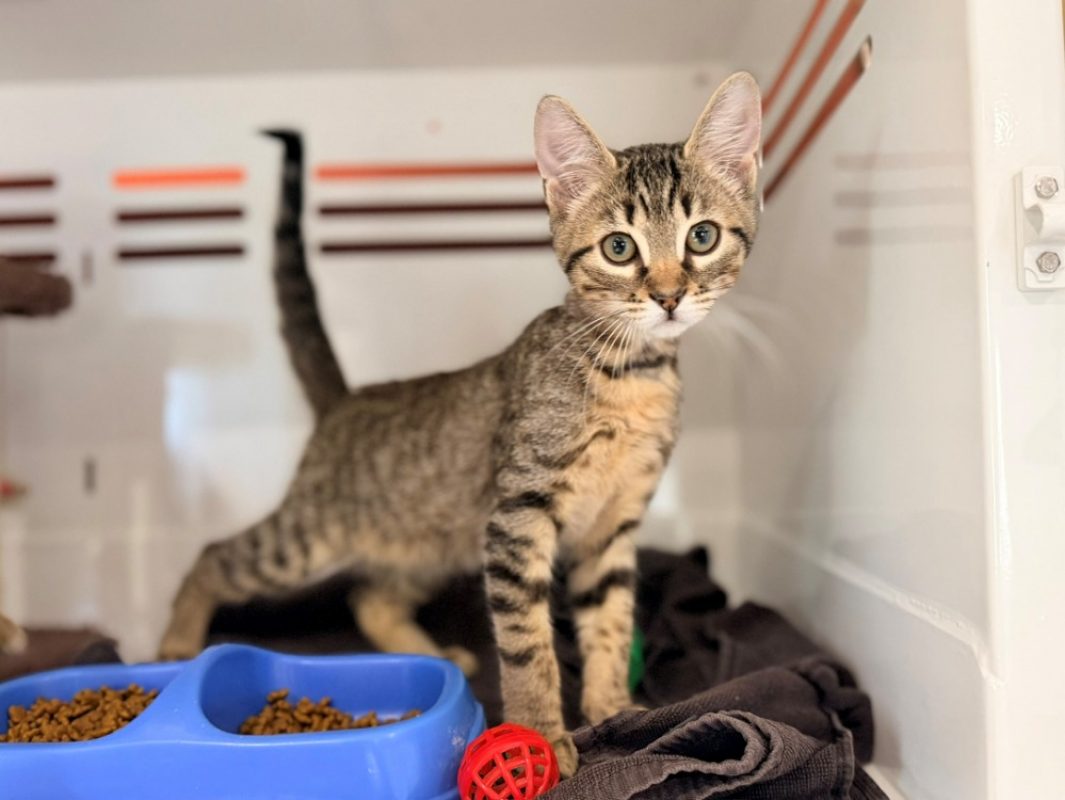 Kiwi - Chat Européen à adopter