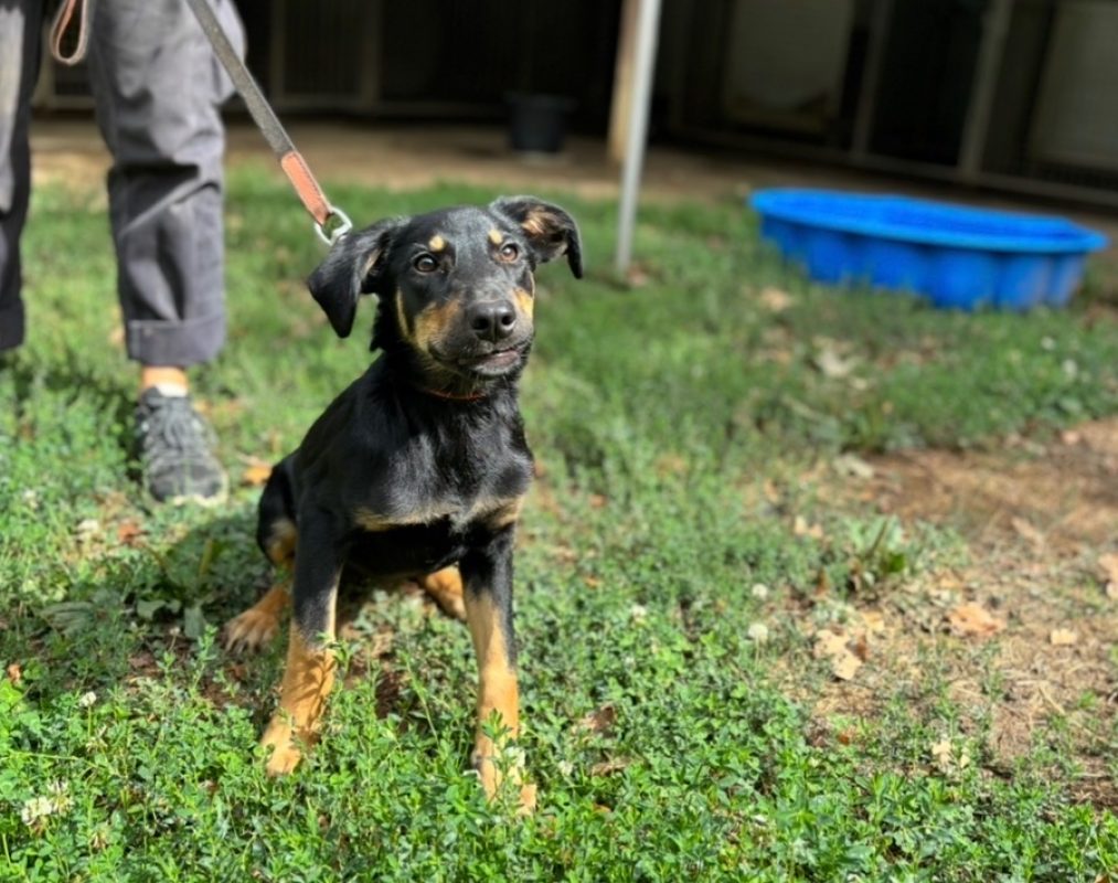 Lana - Chien à adopter
