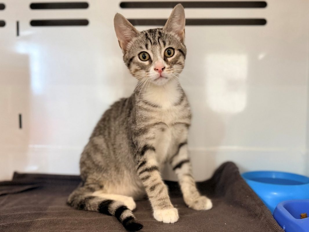 Abricot - Chat Européen à adopter