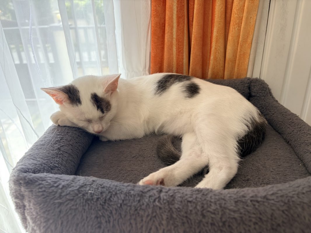 Andouillette - Chat à adopter - photo 4