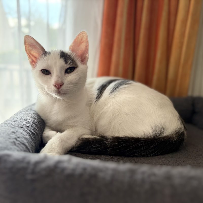 Andouillette - Chat à adopter - photo 3