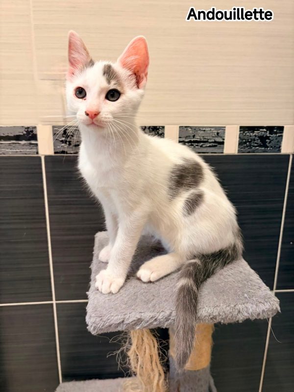 Andouillette - Chat à adopter
