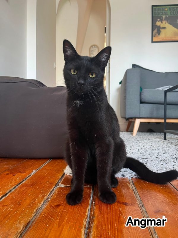 Angmar - Chat Européen à adopter - photo 5