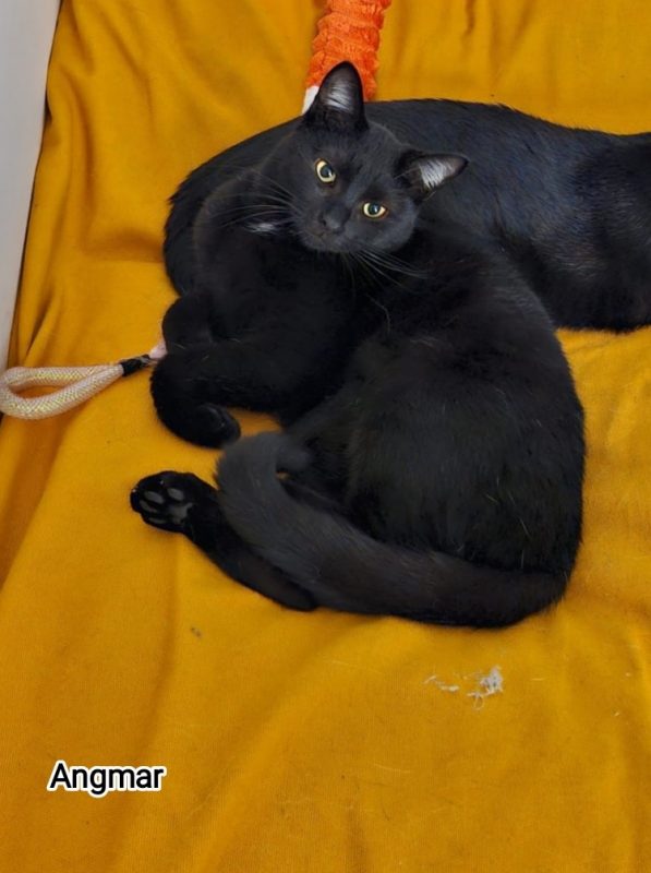 Angmar - Chat Européen à adopter