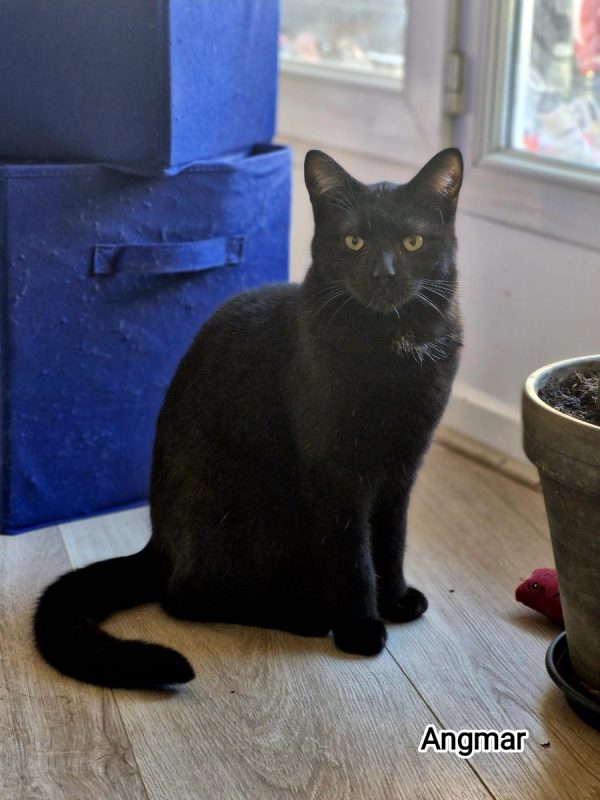 Angmar - Chat Européen à adopter - photo 2