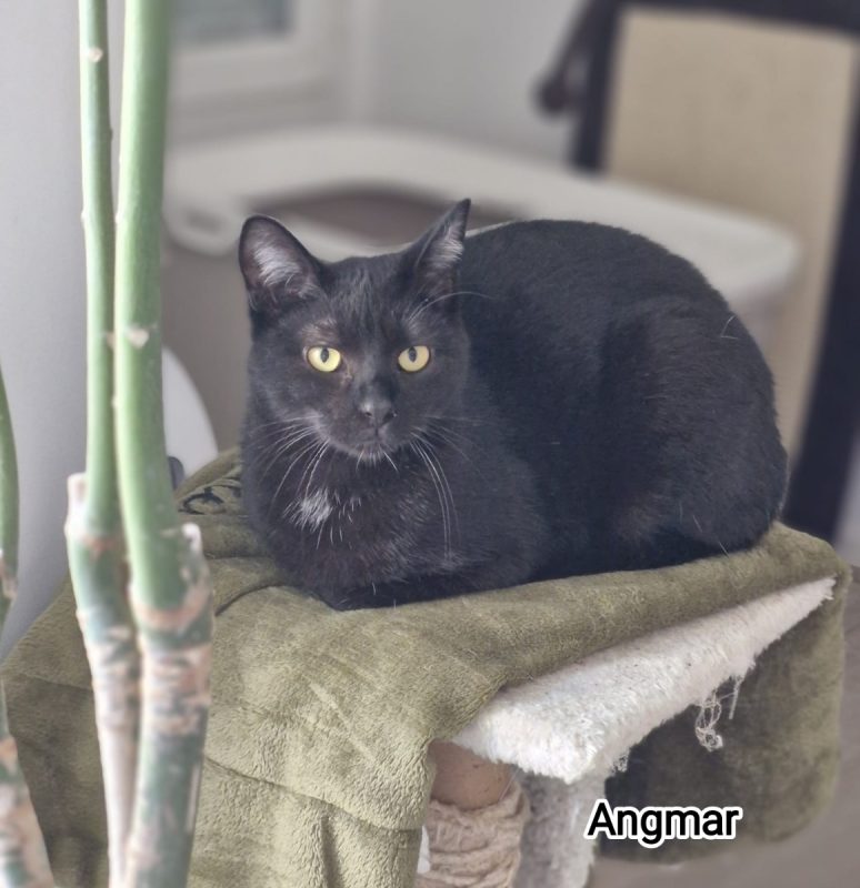 Angmar - Chat Européen à adopter - photo 4