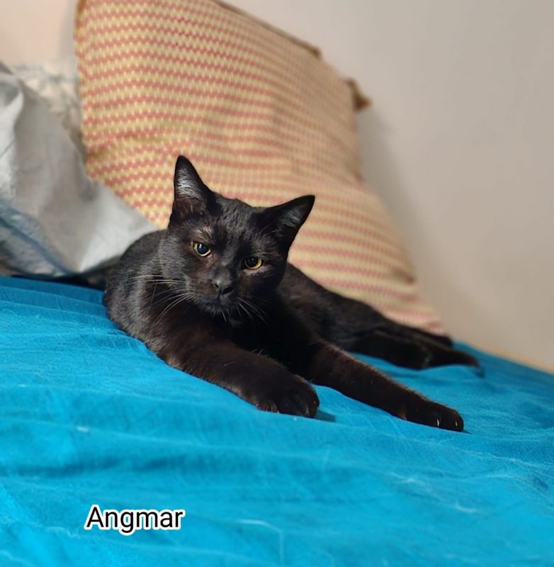 Angmar - Chat Européen à adopter - photo 3