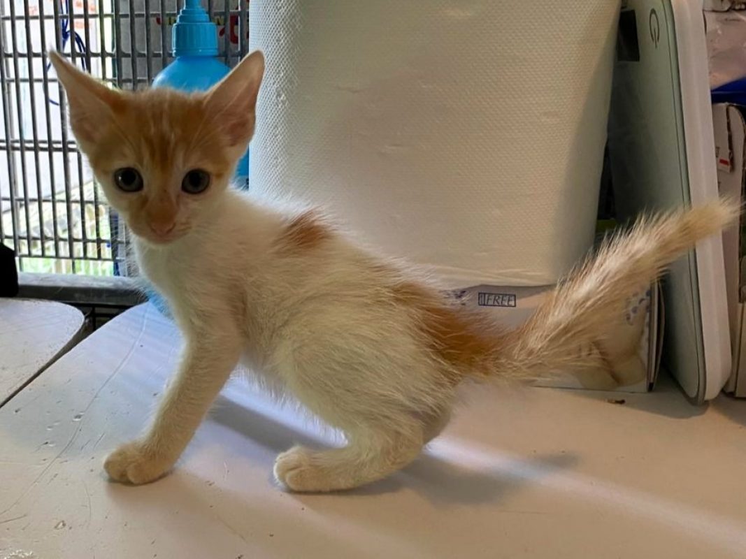 Kalina - Chat Européen à adopter