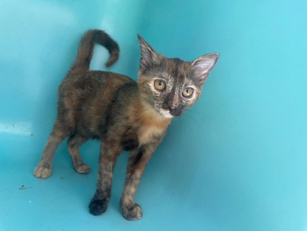 Where - Chat Européen à adopter