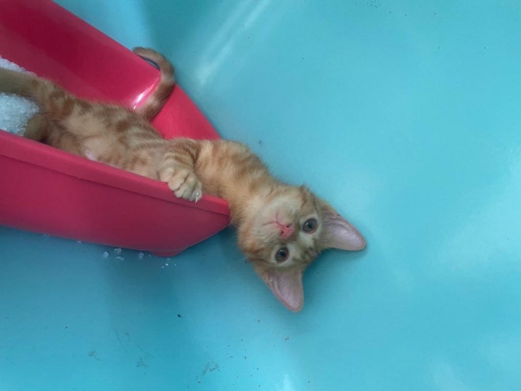 What - Chat Européen à adopter