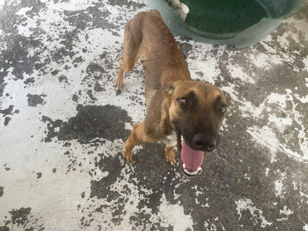Woopy - Chien à adopter