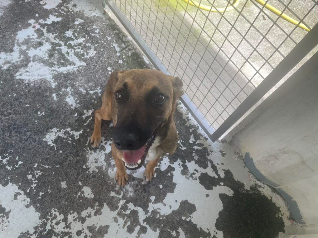 Woopy - Chien à adopter - photo 2