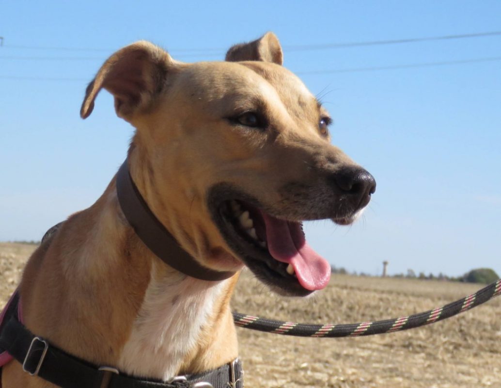 Gaufrette - Chien à adopter
