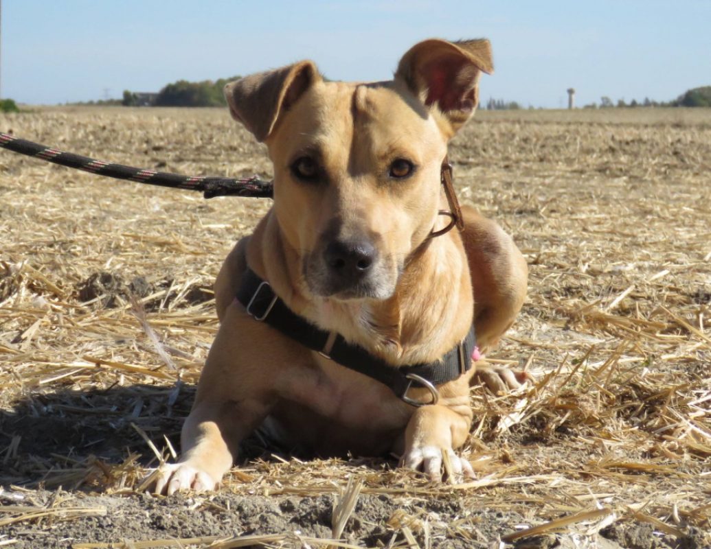 Gaufrette - Chien à adopter - photo 2