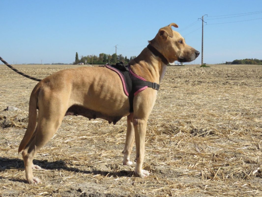 Gaufrette - Chien à adopter - photo 3