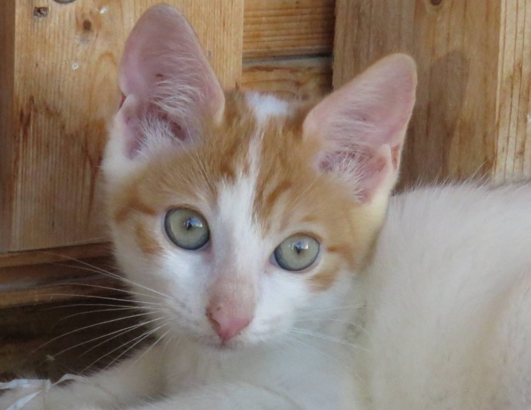 Kimy - Chat Européen à adopter