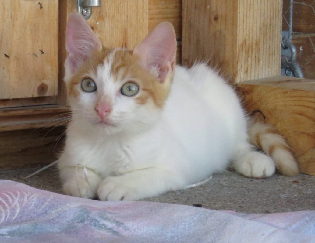 Kimy - Chat Européen à adopter - photo 2
