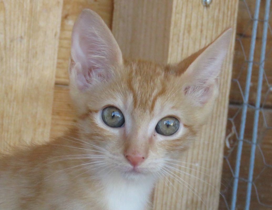 Kazan - Chat Européen à adopter