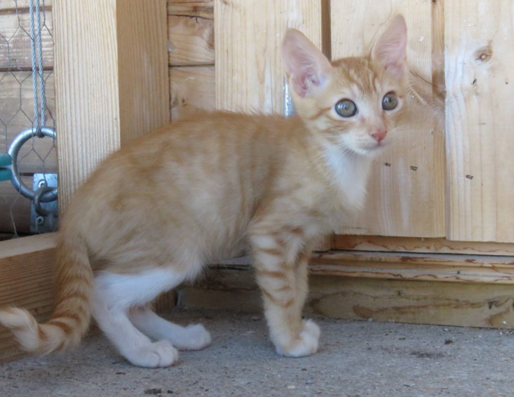 Kazan - Chat Européen à adopter - photo 2