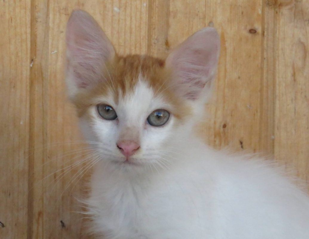 Kiko - Chat Européen à adopter