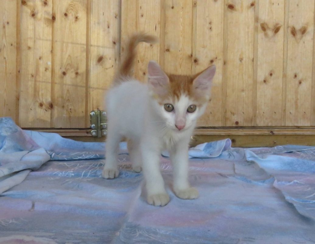Kiko - Chat Européen à adopter - photo 2