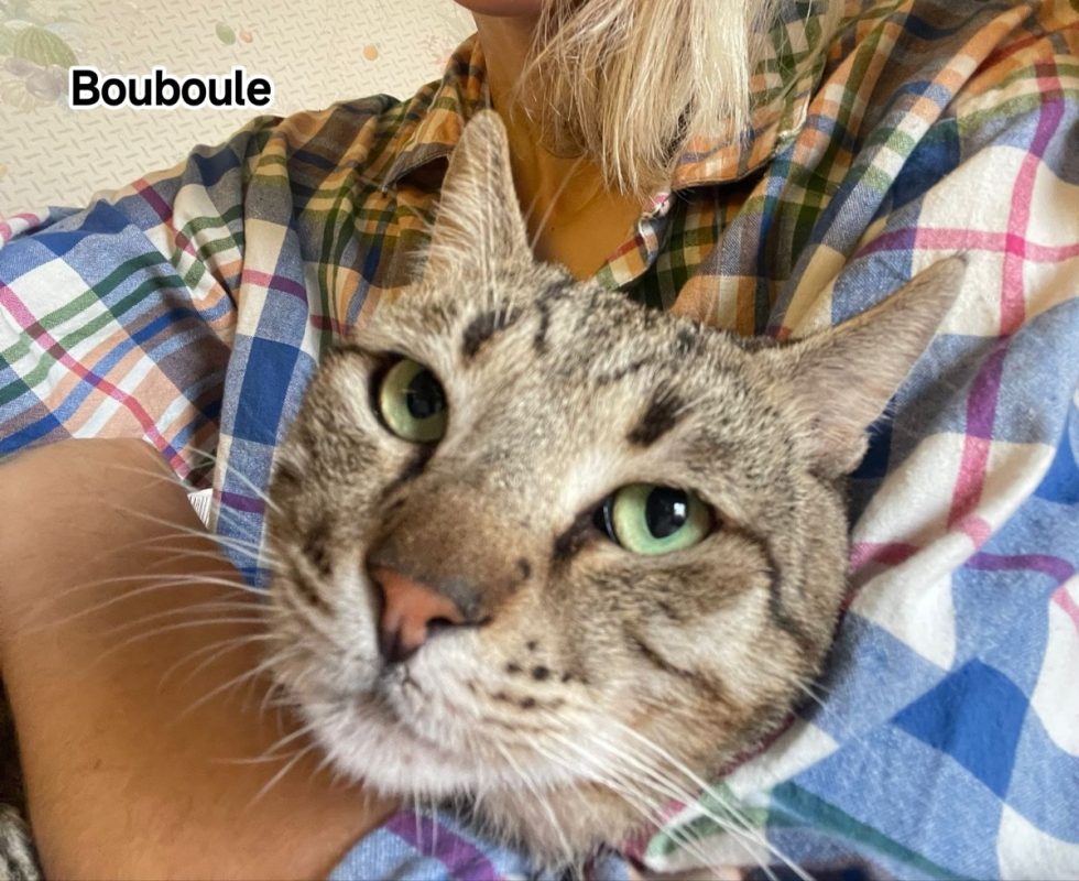 Bouboule - Chat Européen à adopter - photo 4