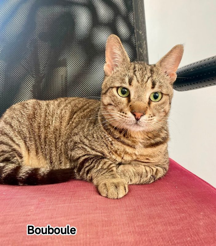 Bouboule - Chat Européen à adopter