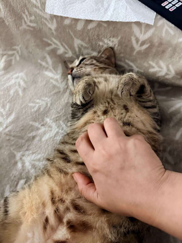 Bouboule - Chat Européen à adopter - photo 2